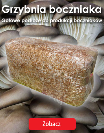 Grzybnia boczniaka - podłoże do domowej produkcji
