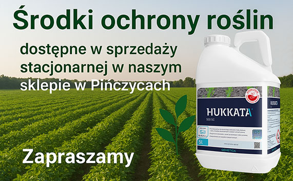 Śor w Pińczycach